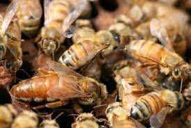 Exames de abelhas iberica