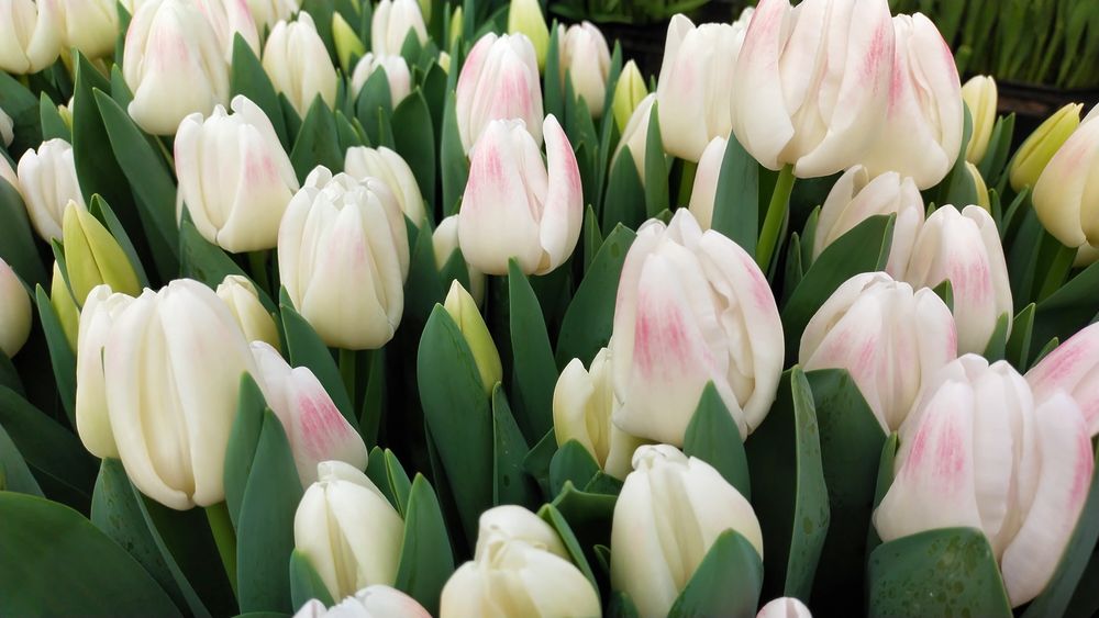 Цибулини тюльпанів після вигонки