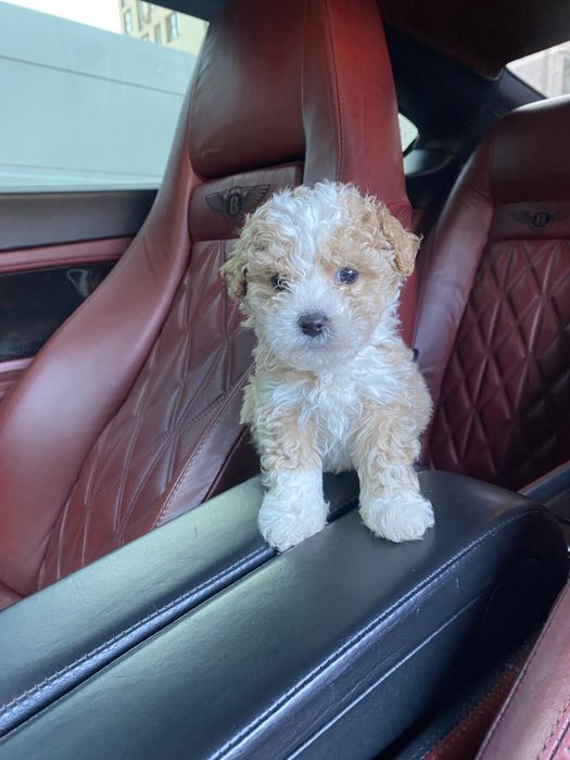 Мальтипу  vip якості