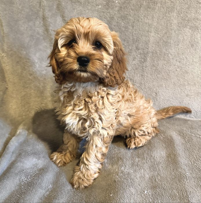 ^^SUCZKA^^ Cavapoo^^