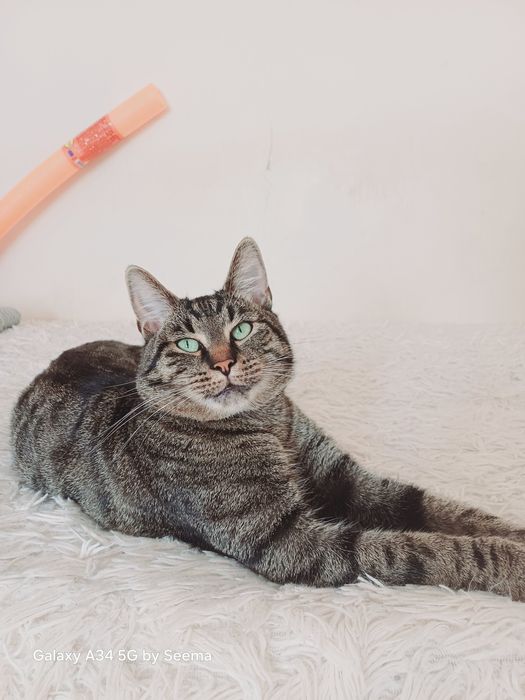 Zaginął kocur kilka dni temu