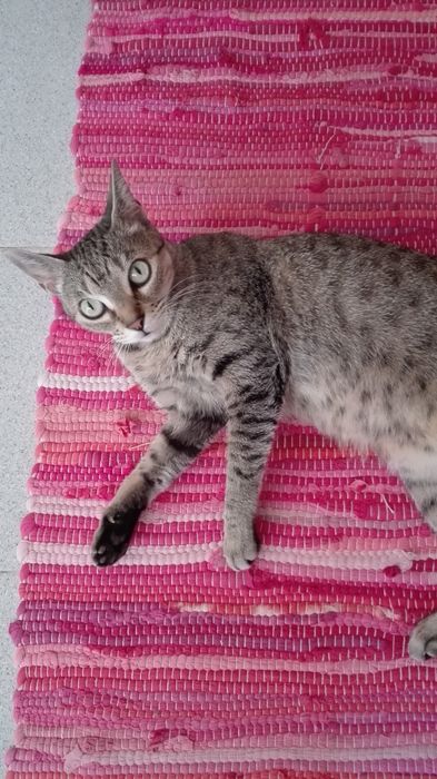 Pet Sitting de Confiança – Cuido do seu patudo com amor e segurança – Disponível já!