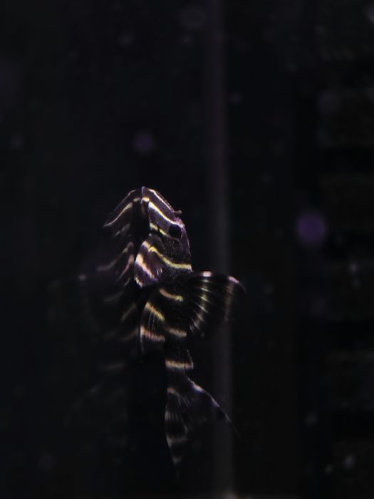 Zbrojnik L204 (Panaqolus albivermis)