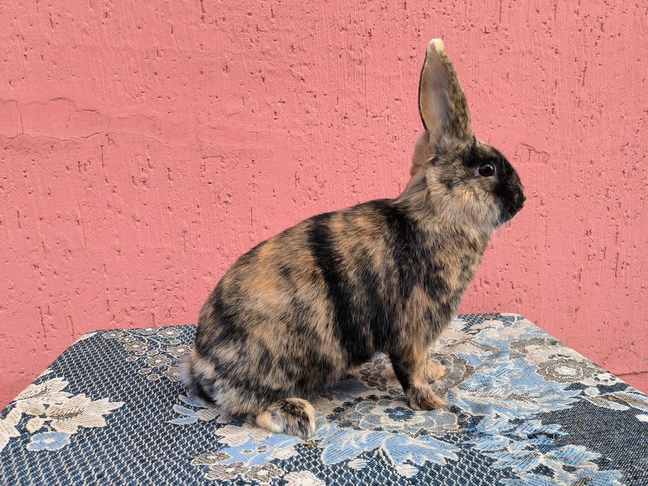 Японський кролик