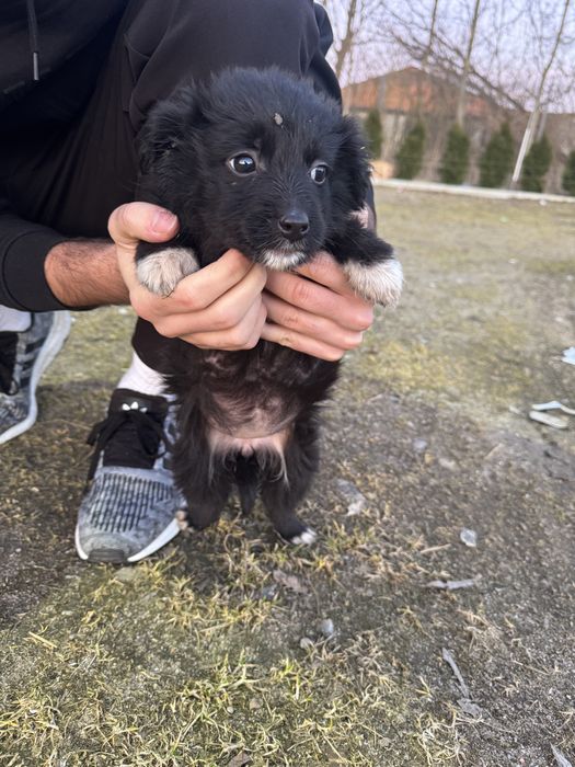 Oddam w dobre rece pieski- matka border collie