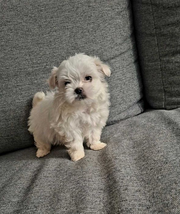 Sunia maltańczyk po małych rodzicach