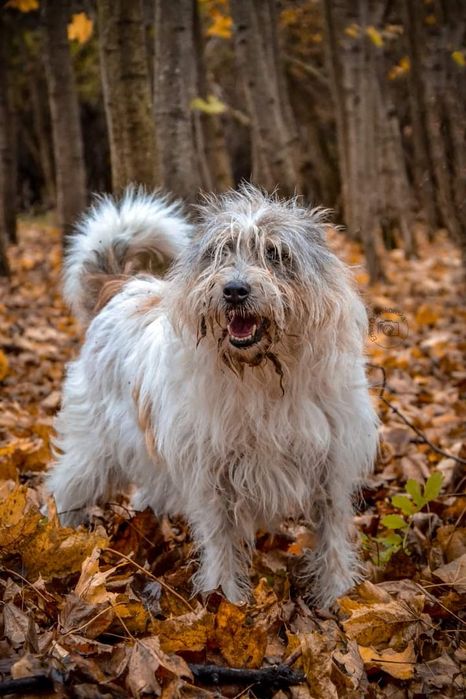 Piękna Suczka do adopcji! Sunia w typie rasy szuka Domku!