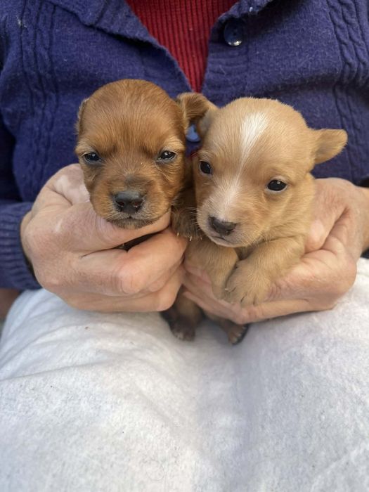Cachorrinhos para adoção