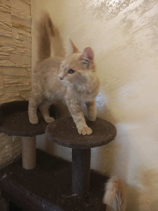 Maine coon kotka