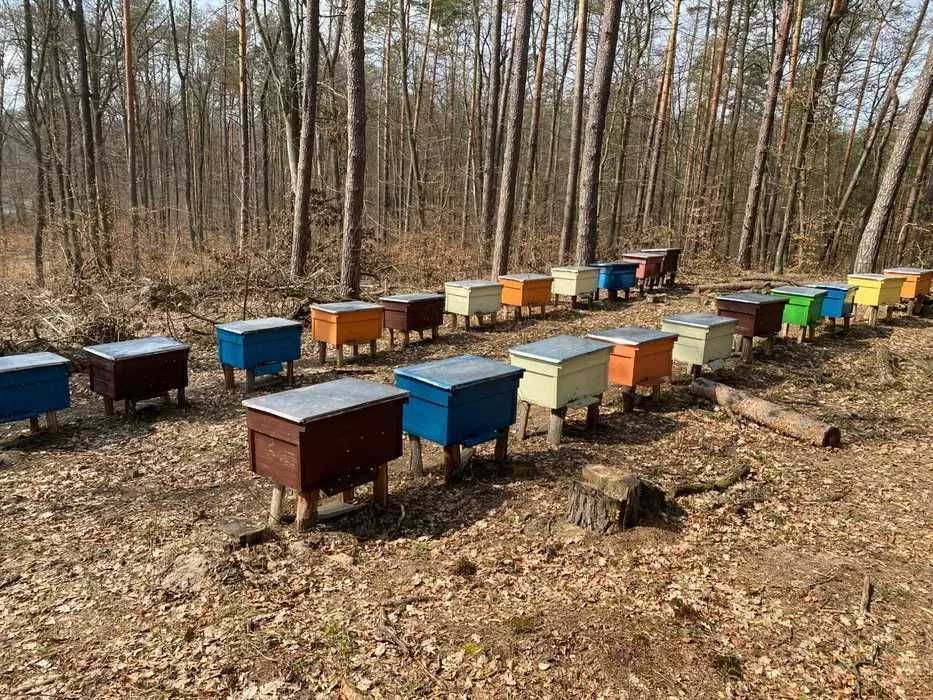 Naturalny MIÓD WIELOKWIATOWY Polski !!!Z Własnej PASIEKI - Wiadra miod