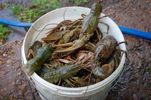 Живые раки |  Кривой Рог | Мелкие, средние, крупные |
