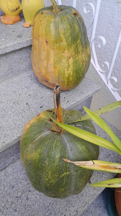 Cabaças boas para doce e rabecos