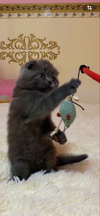 Шотландський висловухий красунчик