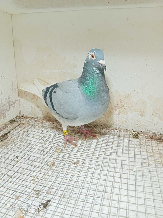 4.Gołębie pocztowe. Samica Belgia 2024.