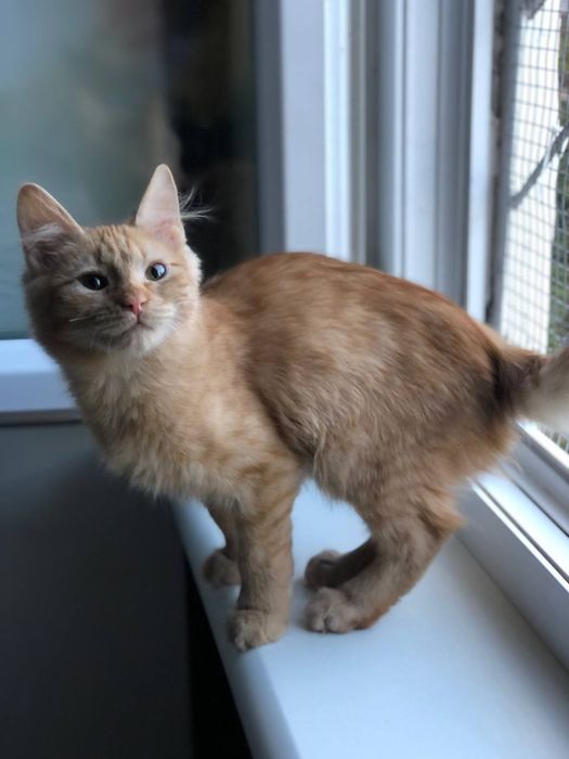 Котенок мальчик 4 месяца бесплатно