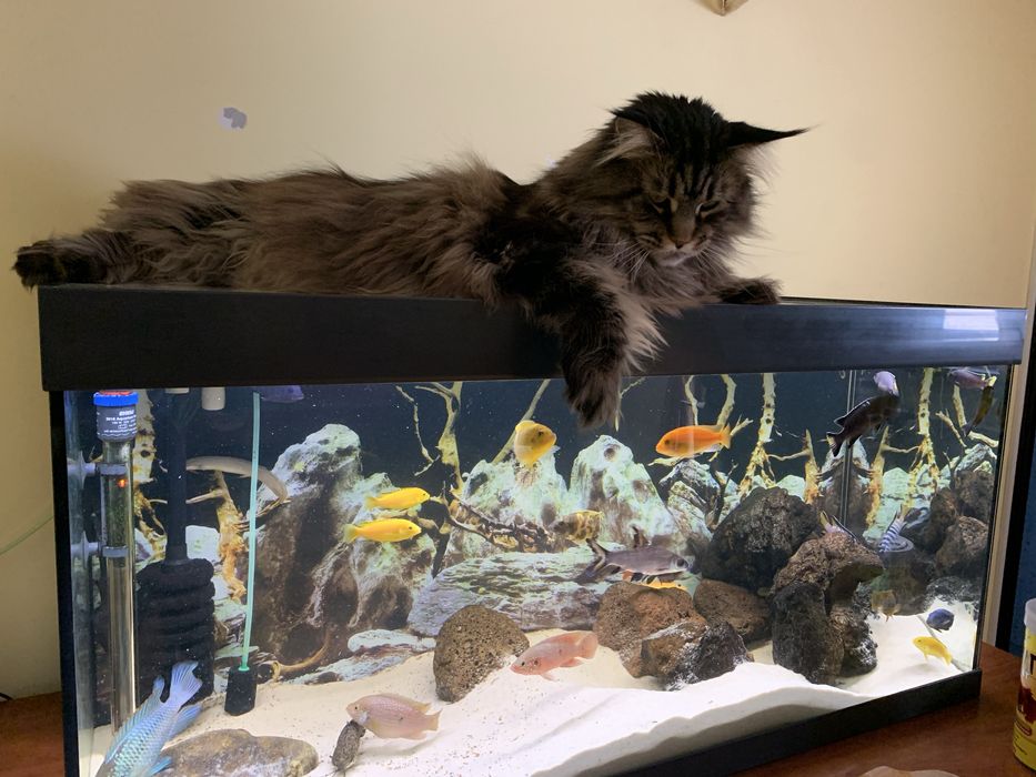 Акваріум Eheim vivaline led 180л