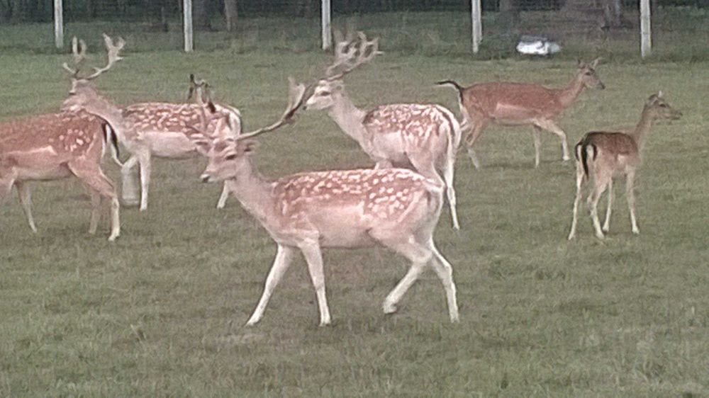 Daniele Byki Łyżkarze Samce
