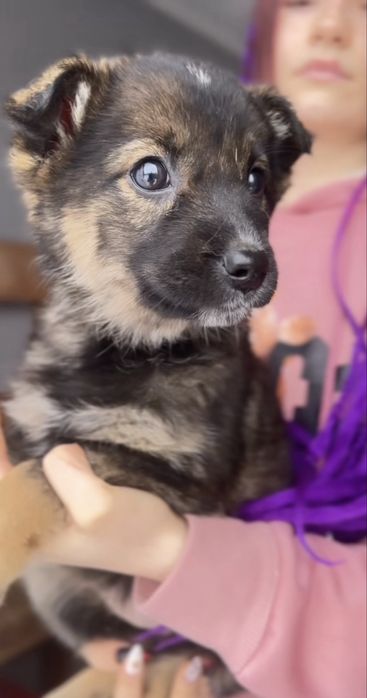 Метис німецької вівчарки 6 собаченят