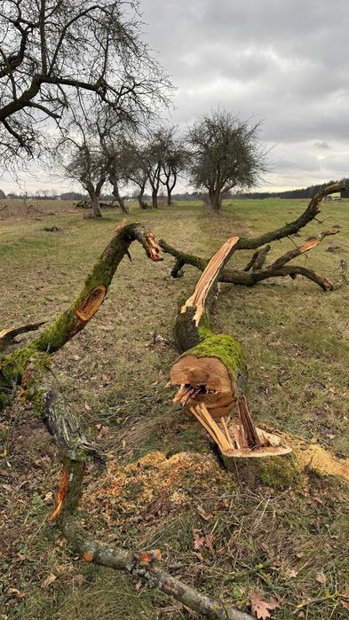 Drewno z wycinki - jabłoń i topola
