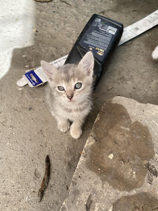 Котята отдам бесплатно