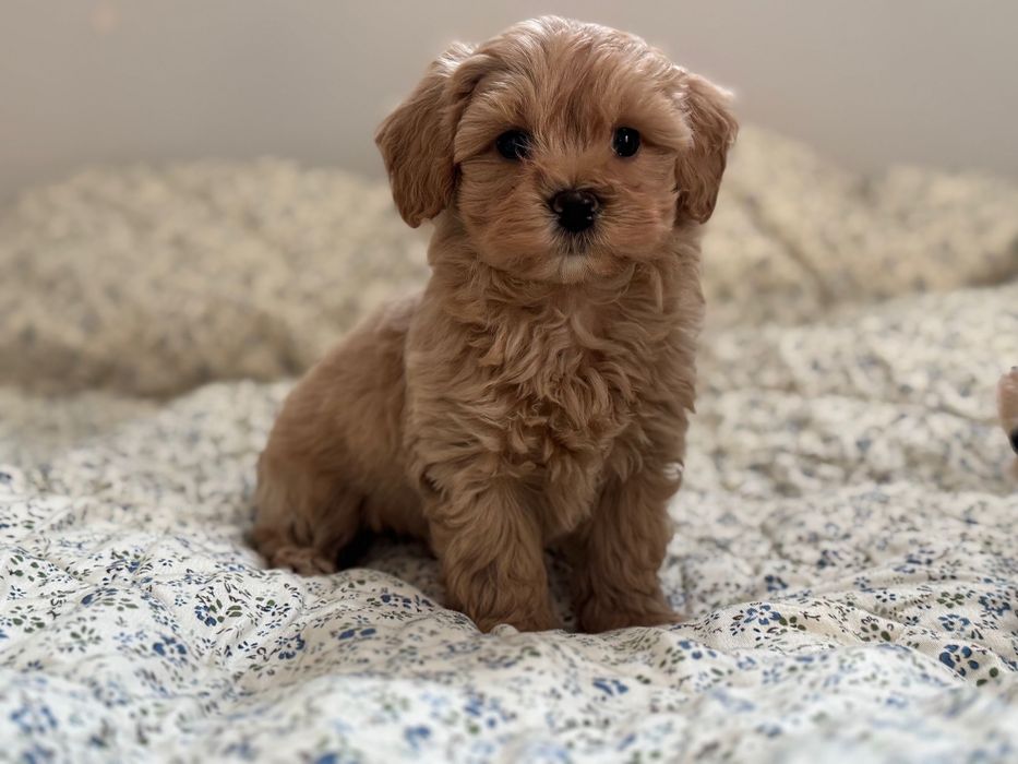 Maltipoo - piesek ;)