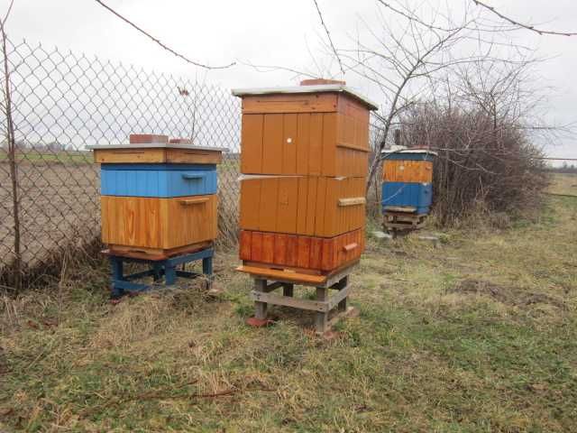 Matki pszczele ,odkłady  pasieka