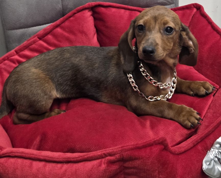 Po matce kroliczej malutka jamniczka merle