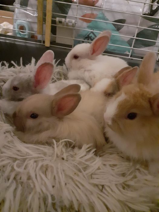 Miesięczne kroliczki