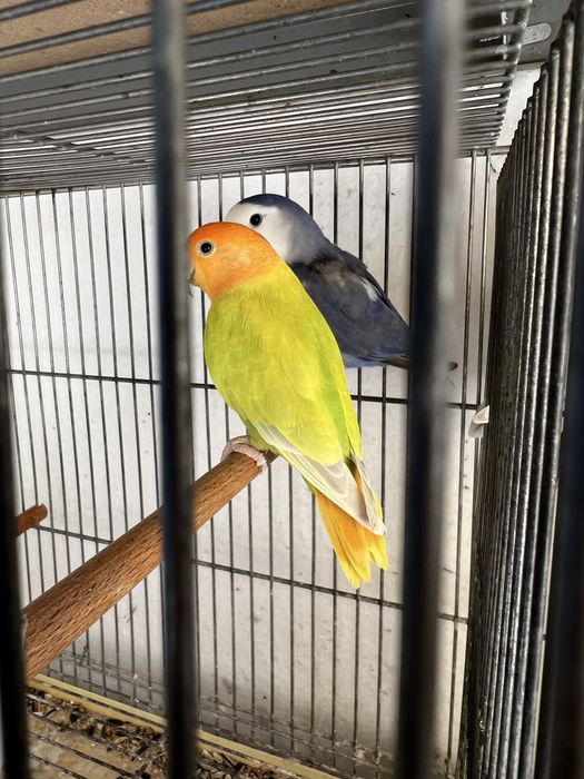 Vendo casais agapornis