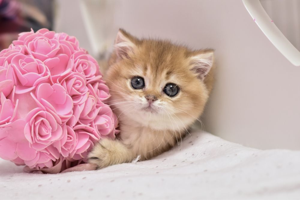 Золотая шиншилла, британский котёнок