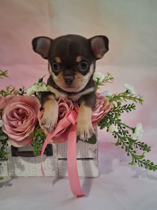 Czekoladowa suczka podpalana