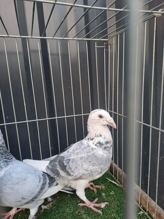 Gołębie staropolskie para