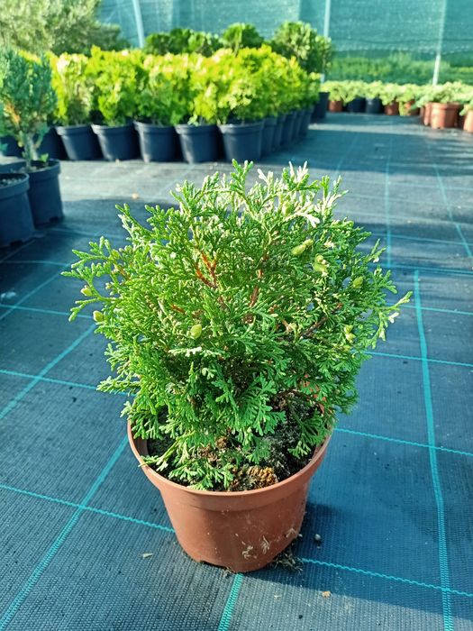 Туї кульки Даніка, Хоссері та Міріам