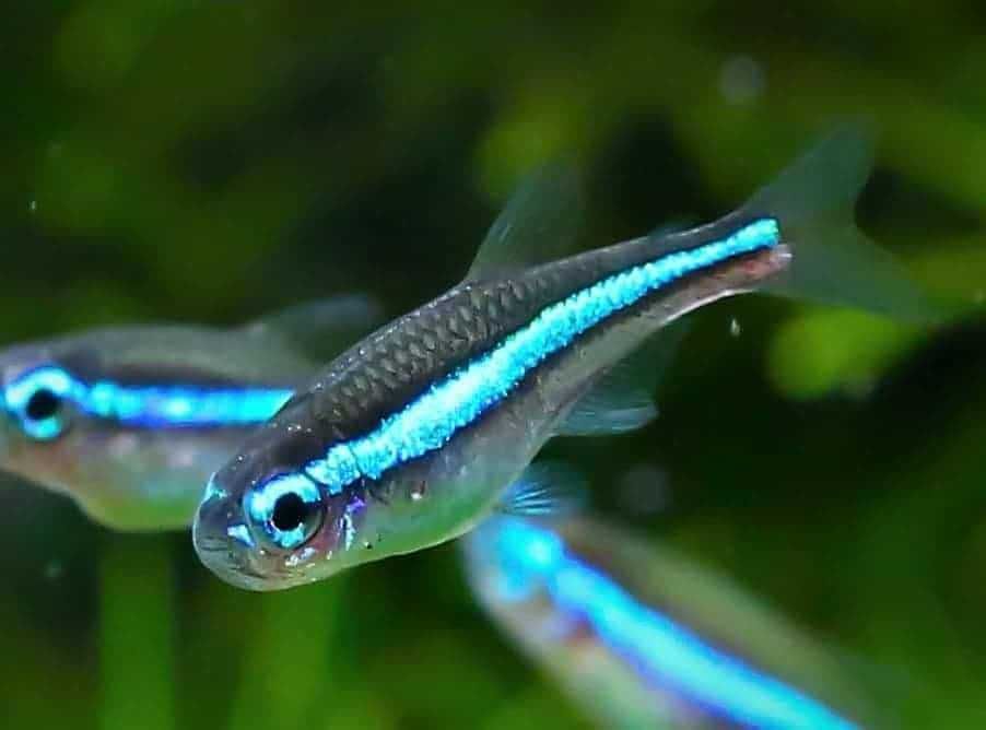 GB Neon Zielony (simulans) - dowóz ryb!