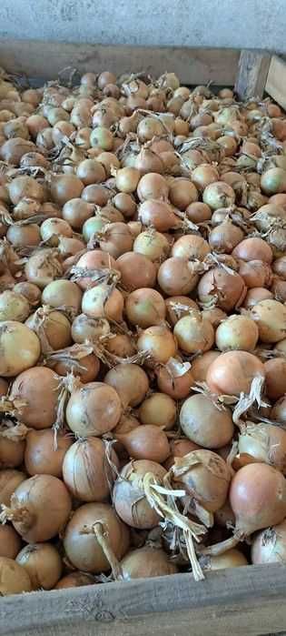 Cebula żółta, ilości tirowe