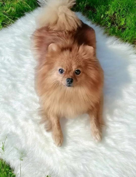 Szpic miniaturowy piesek 14