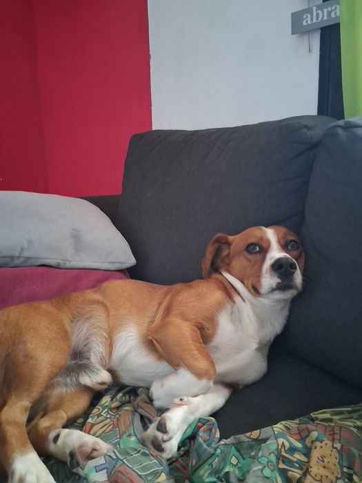 Procura-se um novo lar para o Zeus