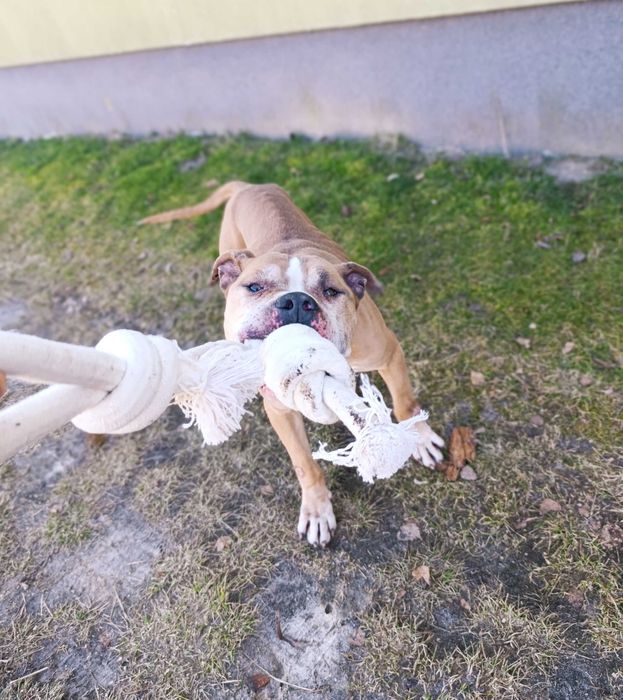 Oddam Amstaffa / Amstaff do adopcji/ Amstaff szuka domu