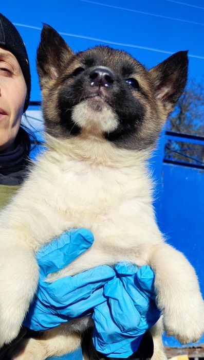 Класні, чистокровні