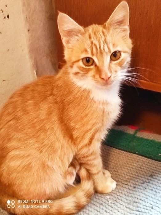 Котики и кошечки