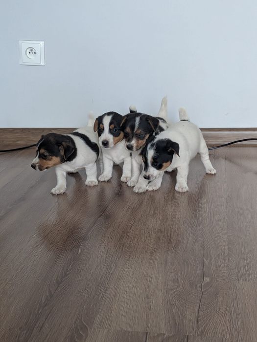 Jack Russell Terrier