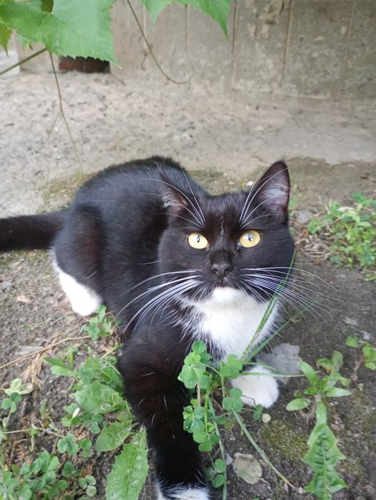 Віддам молоду кішку