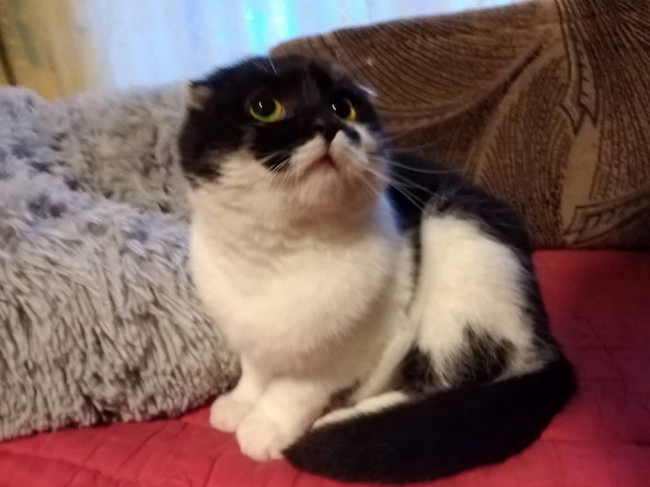 Кішка Мурочка шукає дім