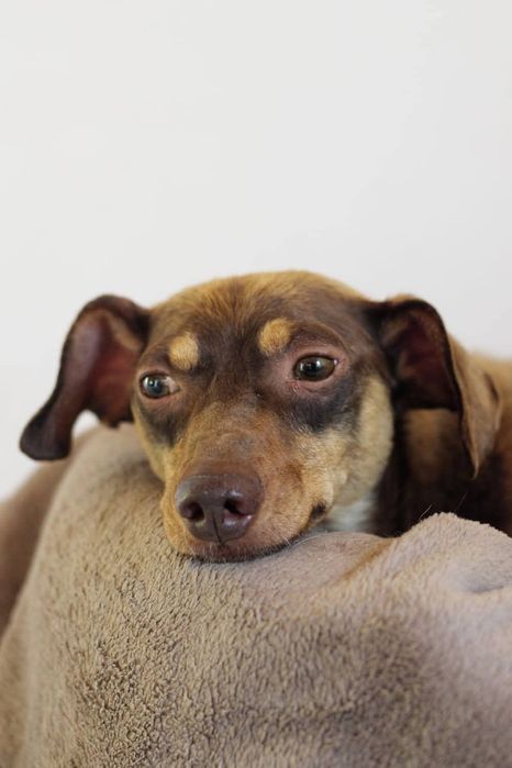 Tomek poleca się do adopcji