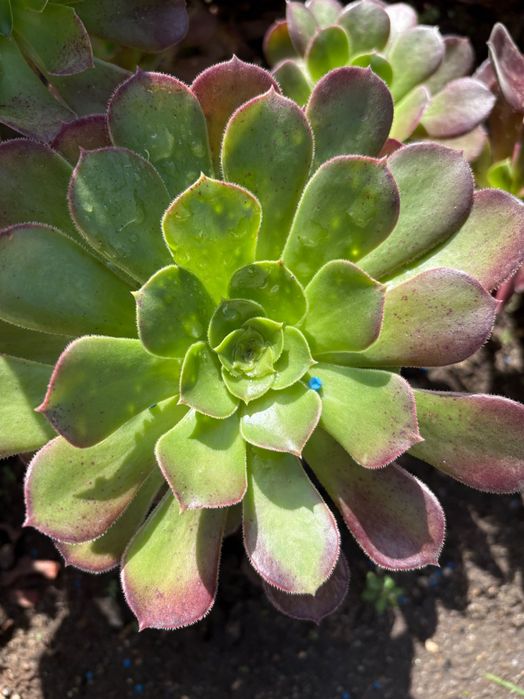 Suculentas  Aeonium  preço 1€
