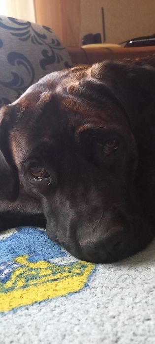 Цуценята Кане корсо