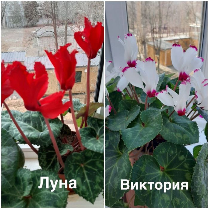 Семена цикламена