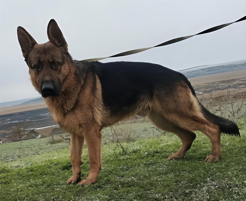 Кобель німецької вівчарки