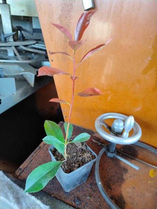 Głogownik red robin Photinia w doniczkach 30-45cm