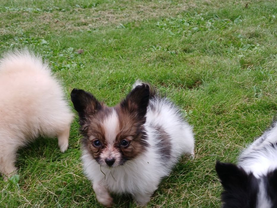 Spaniel Kontynentalny Miniaturowy Papillon